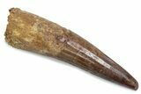 Fossil Spinosaurus Tooth - Real Dinosaur Tooth #376428-1